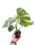 Monstera 'Thai Constellation'