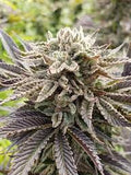 Ice Milk Clone