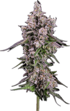 MAC Daddy Clone