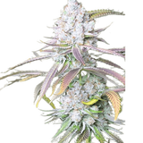 Mimosa Clone