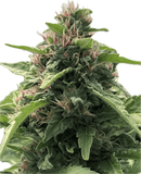 Papaya Melonz Clone