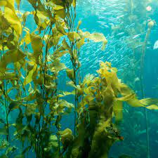 Sea Kelp and how it benefits your Cannabis plant