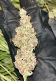 Mass Medical Strains Hindu Pupil