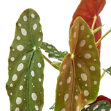 Begonia 'Maculata'