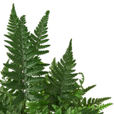 'Korean Rock' Fern