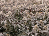 Home Now Genetics - Purple Pound Mints