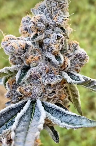 Blue Ritz Clone