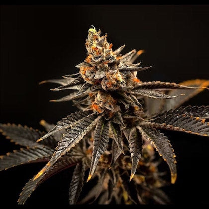 Cherry Gas Clone