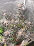 Pluto 85 (P85) Clone
