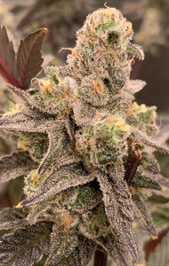 Platinum Kush Breath Clone