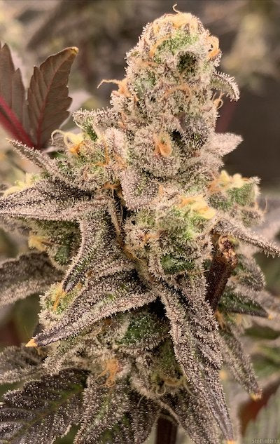 Platinum Kush Breath Clone