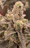 Platinum Kush Breath Clone