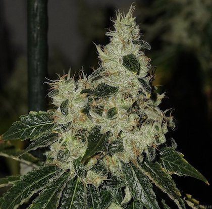 Chem 91 Clone