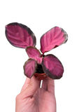 Calathea 'Purple Rose'