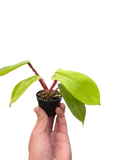 Philodendron 'Squamiferum'
