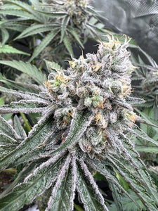 WiFi #43 Clone