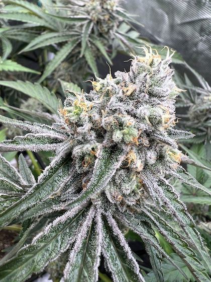 WiFi #43 Clone