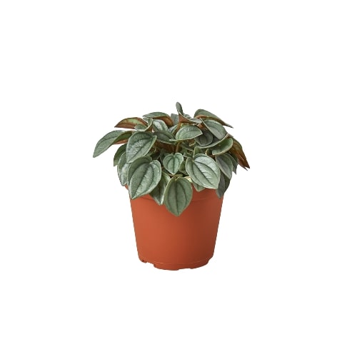 Peperomia 'Napoli Nights' - 4
