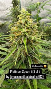 Mass Medical Strains - Platinum Spoon