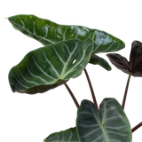 Alocasia 'Ebony'
