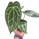 Anthurium Crystallinum