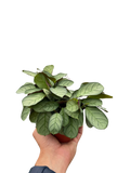 Ctenanthe burle-marxii 'Amagris'