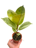 Ficus 'shivereana' (Moonshine)