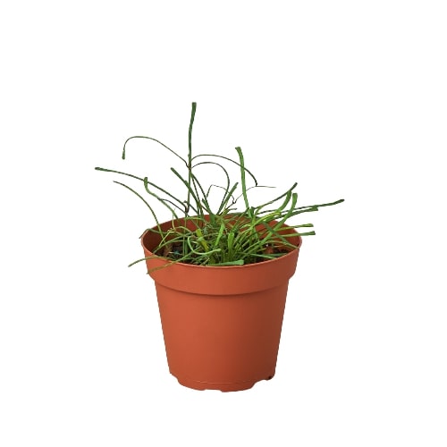 Hoya 'Grass Leafed' - 4