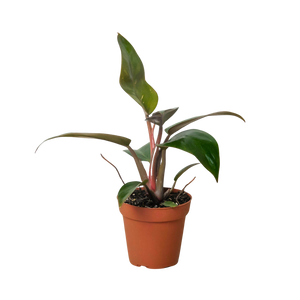 Philodendron 'Birkin Pink'