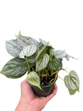 Philodendron 'Brandi'