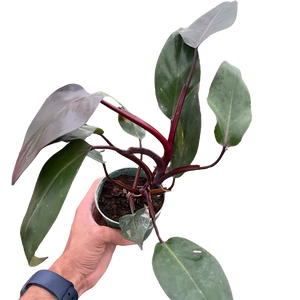 Philodendron 'Burgundy Princess' (Reverted Pink Princess) - B-Grade