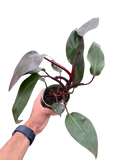 Philodendron 'Burgundy Princess' (Reverted Pink Princess) - B-Grade
