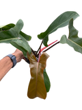 Philodendron 'Florida Bronze'
