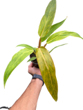 Philodendron 'Orange Marmalade'