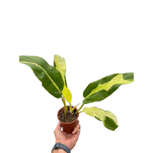 Philodendron 'Thai Sunrise'