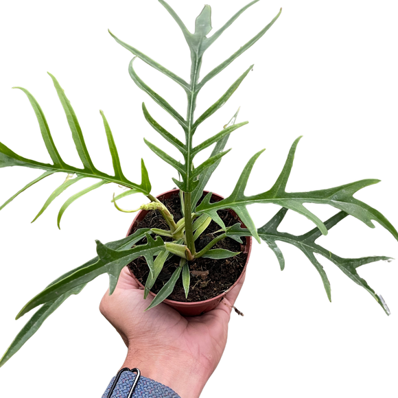 Philodendron 'Tortum'