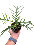 Philodendron 'Tortum'
