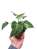 Philodendron 'Verrucosum'