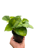Pothos 'Global Green'
