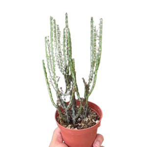 Succulent Euphorbia Aeruginosa