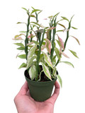 Variegated Devil's Backbone Euphorbia