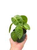 Syngonium 'Ice Frost'