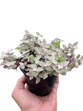 Tradescantia Callisia 'Pink Panther'