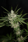 Mass Medical Strains Hindu Pupil