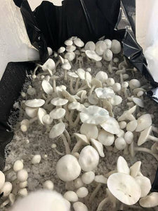 Leucistic Louisiana Liquid Culture