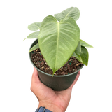 Anthurium 'Veitchii'