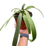 Anthurium 'Vittarifolium'