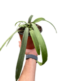 Anthurium 'Vittarifolium'