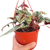 Begonia Rex Vine - 6" Pot