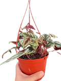 Begonia Rex Vine - 6" Pot
